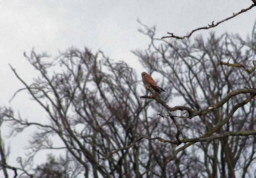 Kestrel