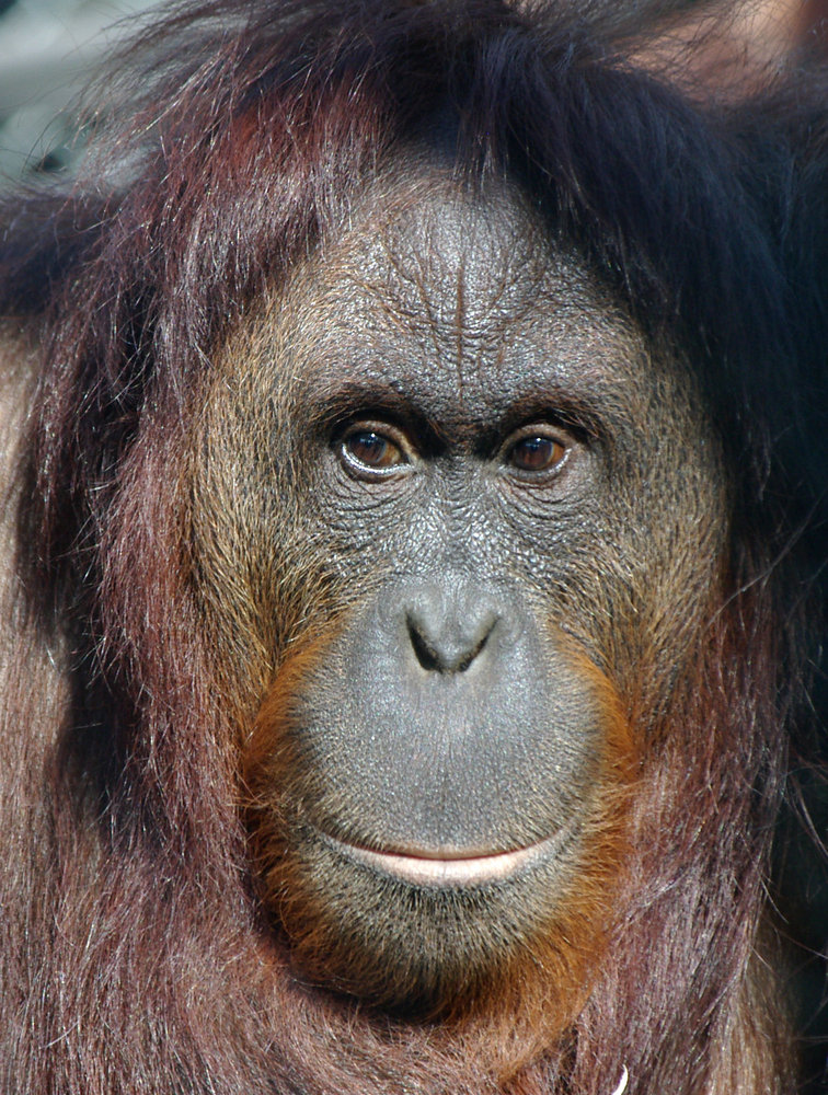 Orangutan II