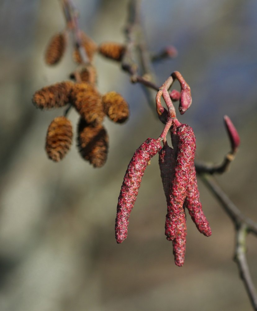 Red Alder Catkins to Cones by saltydon Pentax User