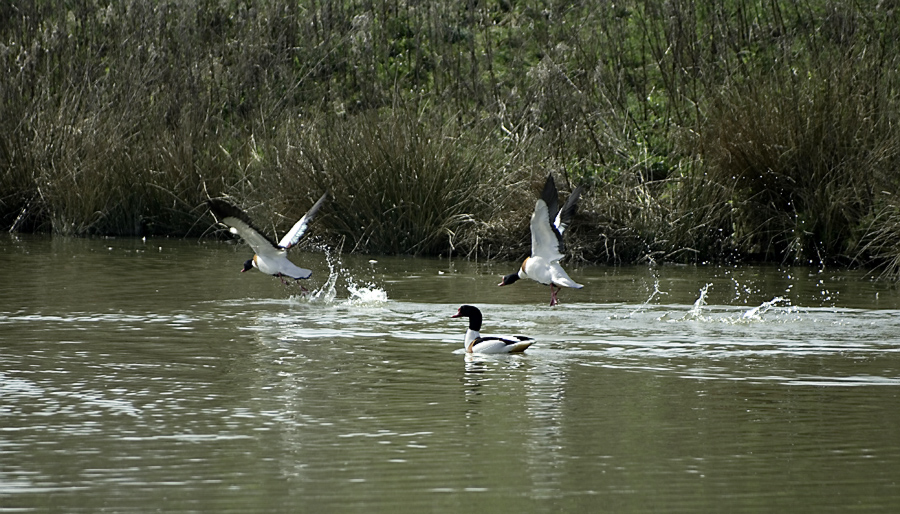The Chase