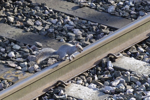 A squirrel risks his nuts
