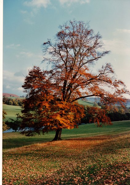 AUTUMN LEAVES