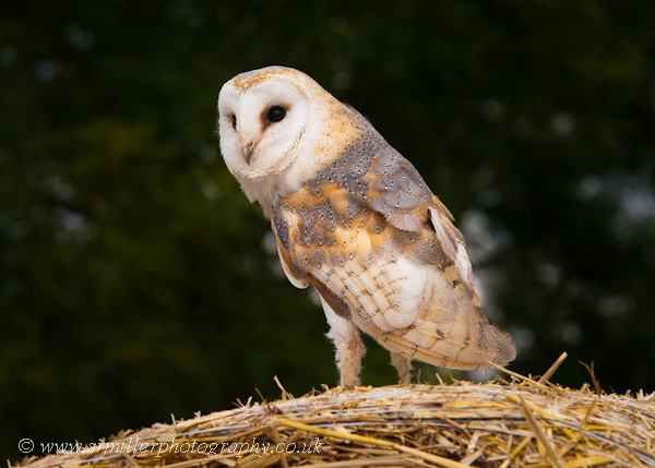 Barn Owl