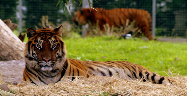 Bengal tiger