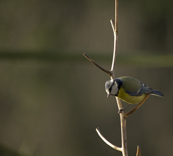Blue Tit