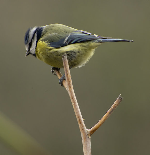 Blue Tit