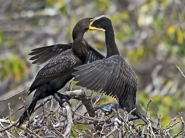Cormarant Feeding