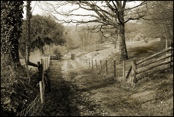 Country Lane