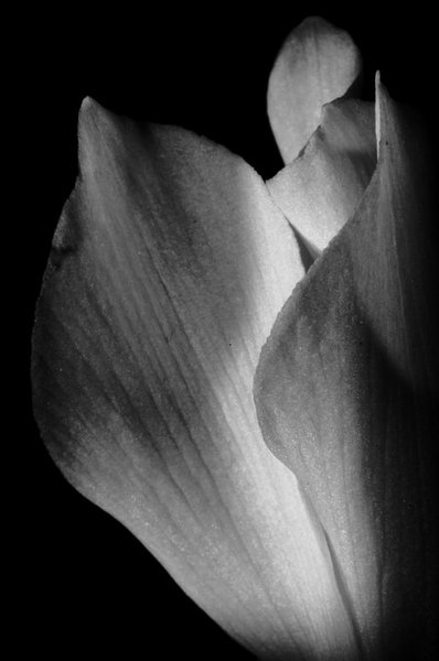 Cyclamen mini