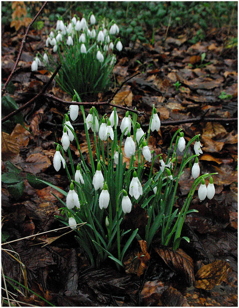 First Sign of Spring