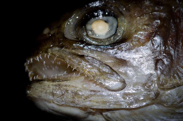 Fish Face