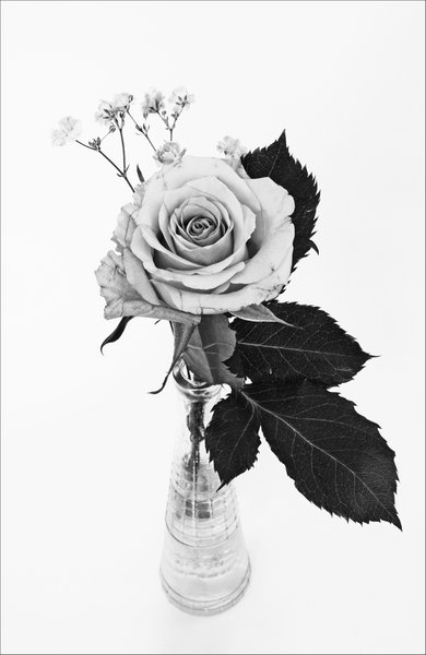Graphite Rose...?