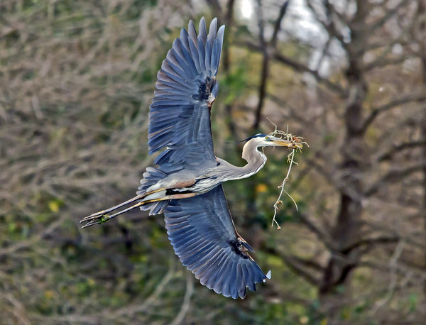 Great Blue Banking