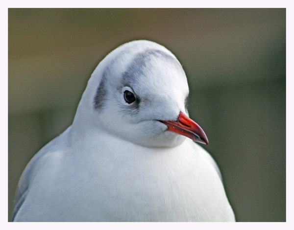 Gull Portrait