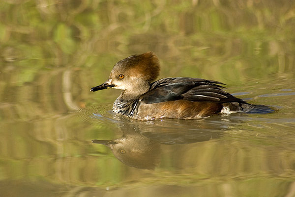 Hooded Merganser