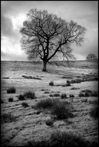 Just a tree in West Wilts.