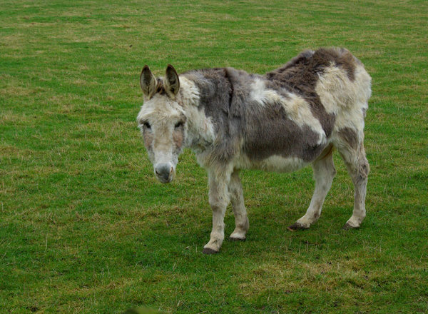 Little donkey
