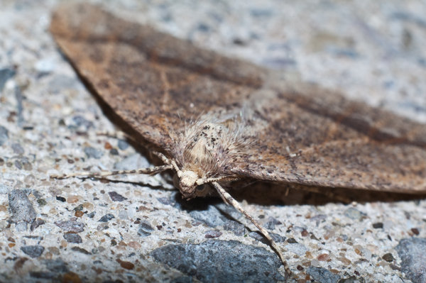 Moth