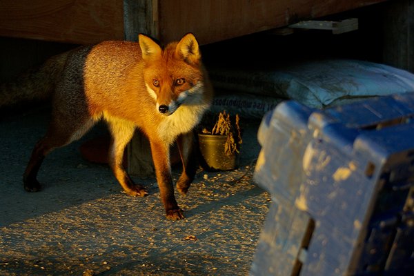 Mr Fox