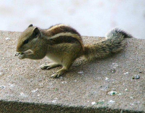 Nutcracker Chipmunk