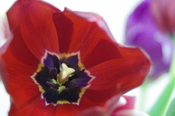Open Tulip