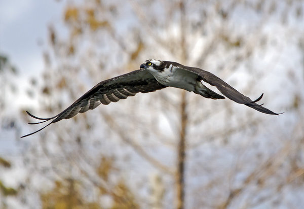 Osprey