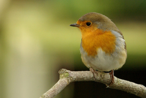 Our Robin