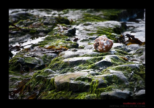 pebble + seaweed
