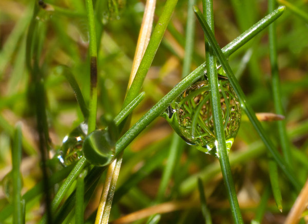 Raindrops