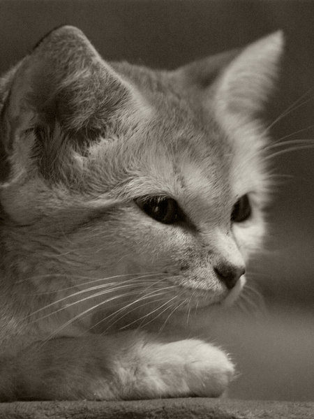 Sand Cat