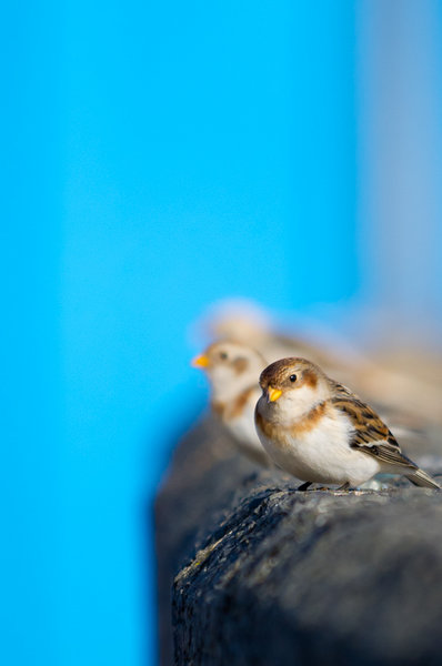 Snow Buntings
