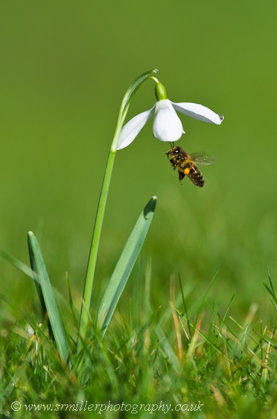 Snowdrop and Honey Bee