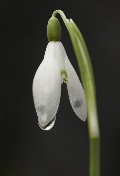 Snowdrop
