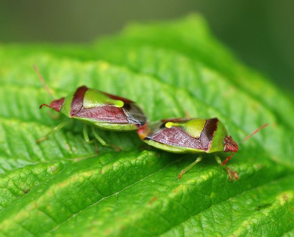 Stink Bugs in Love