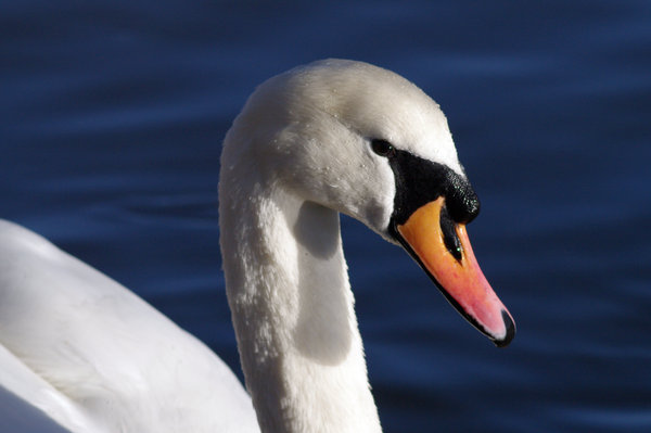swan in the sun