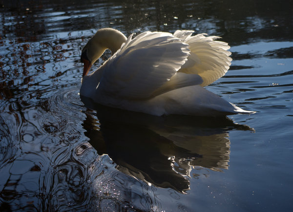 Swan on Mortemart Lake