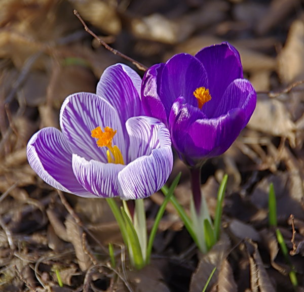 The Spring in my garden