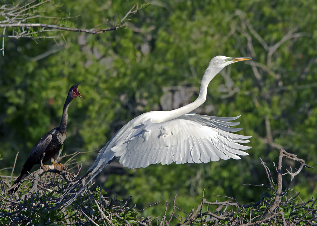 Anhinga Warning