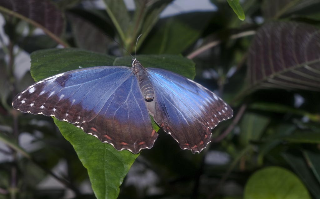 Blue Morpho 1