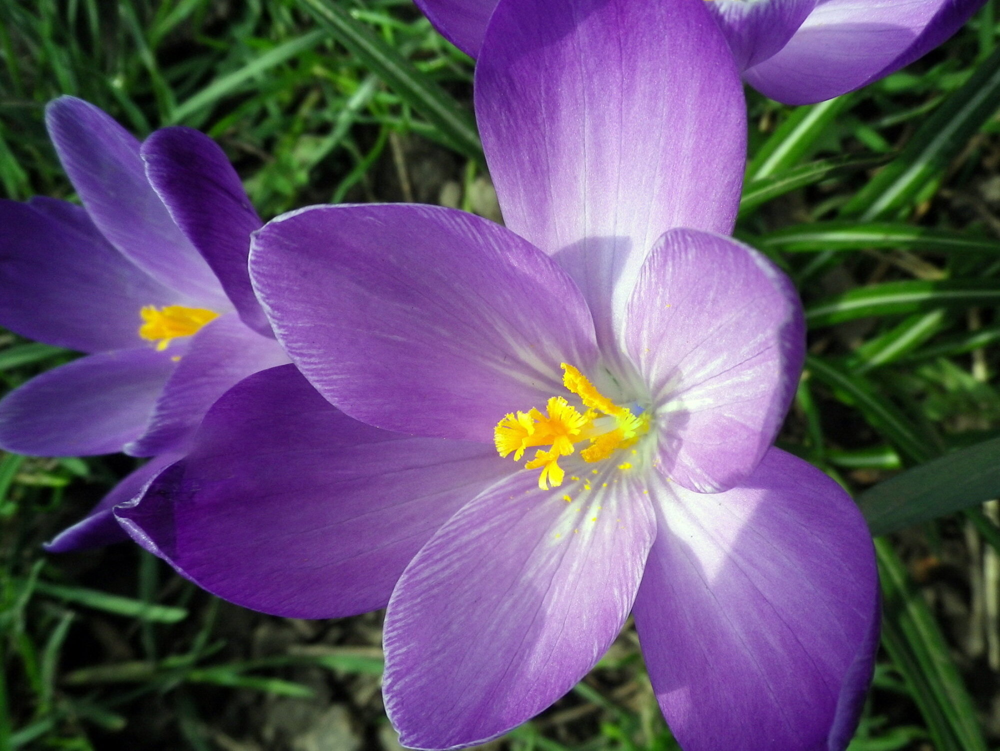 crocus in the sunshine