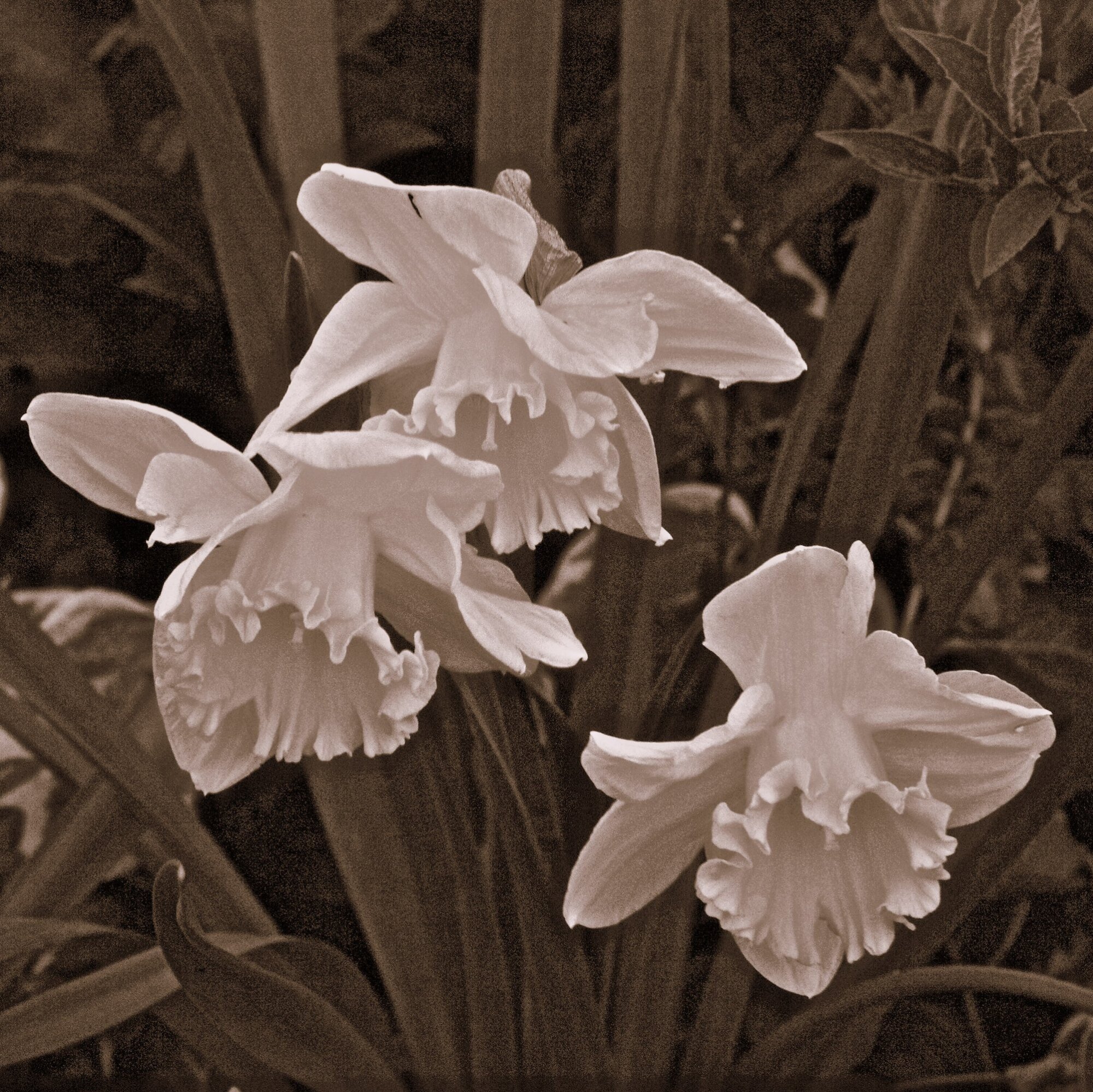 Daffodils