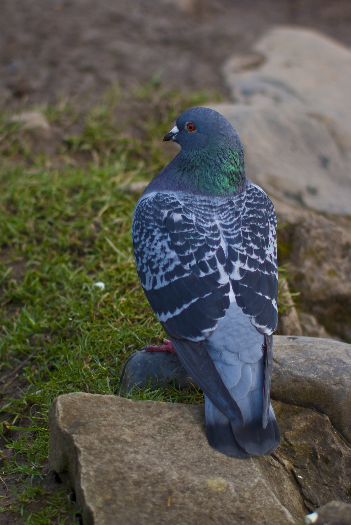 Pigeon
