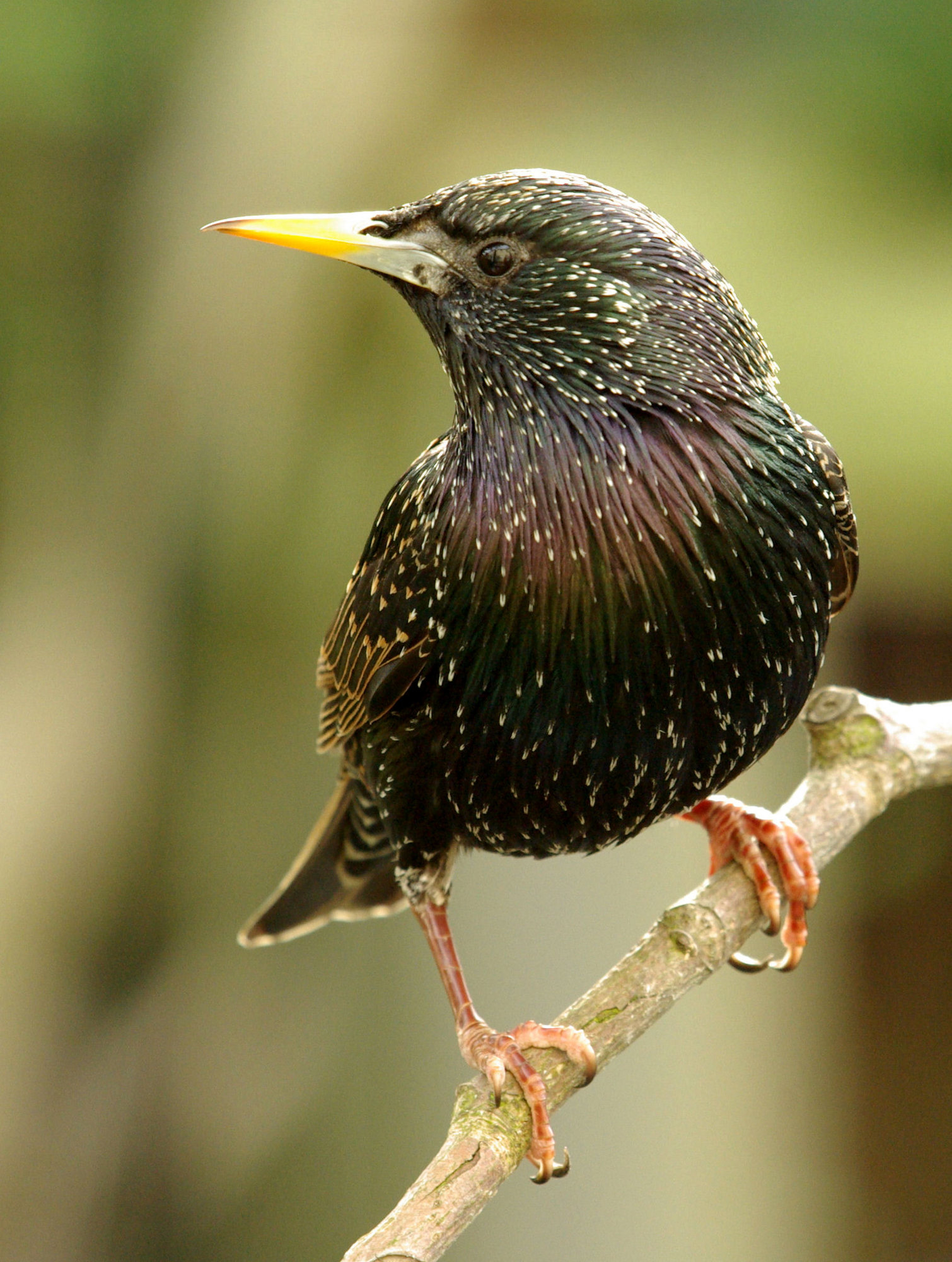 Starling
