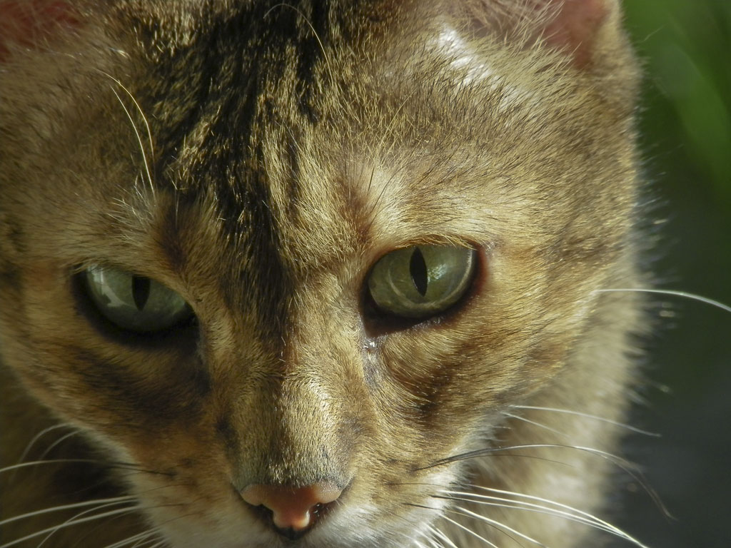 stray cat