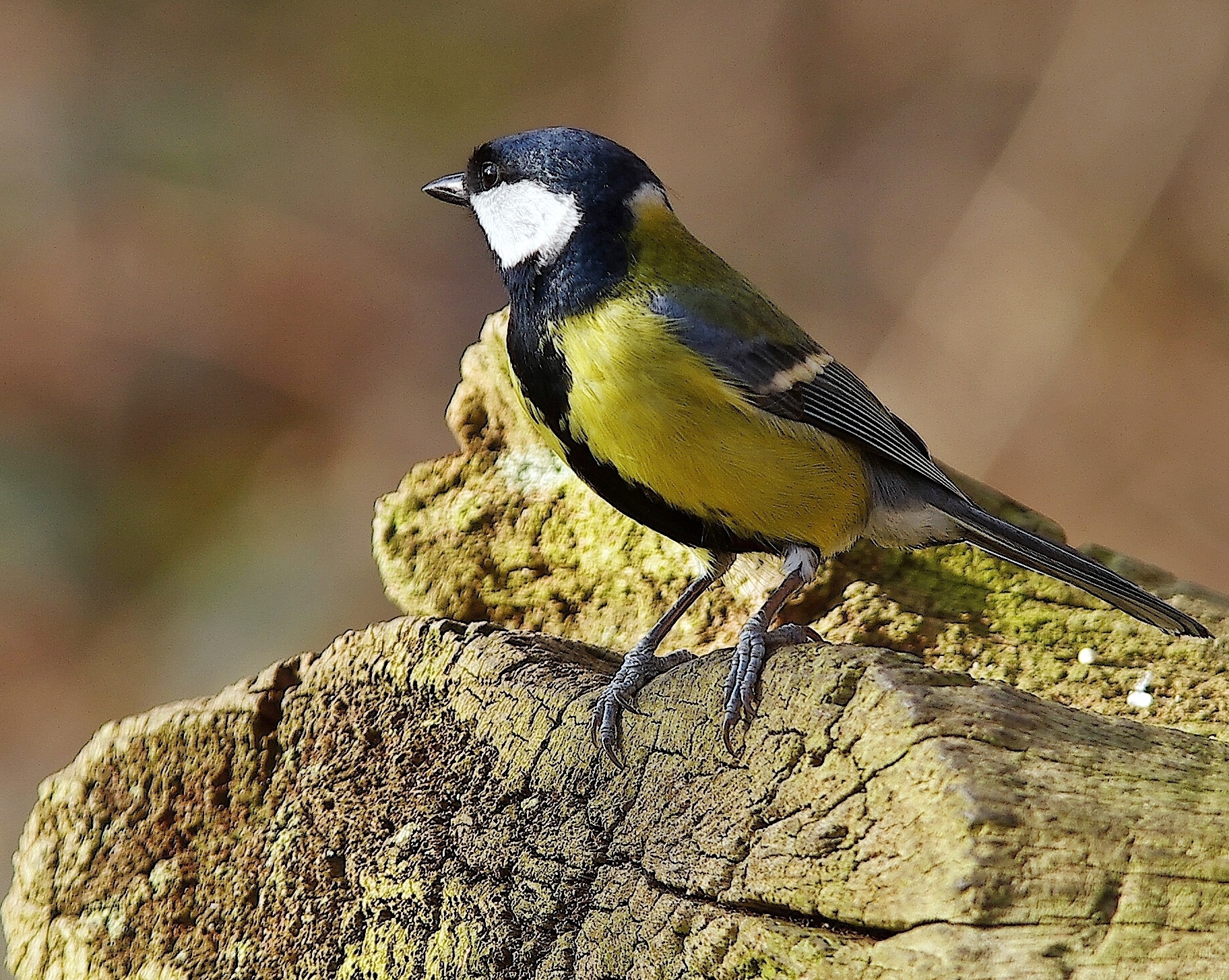 A coy Great Tit