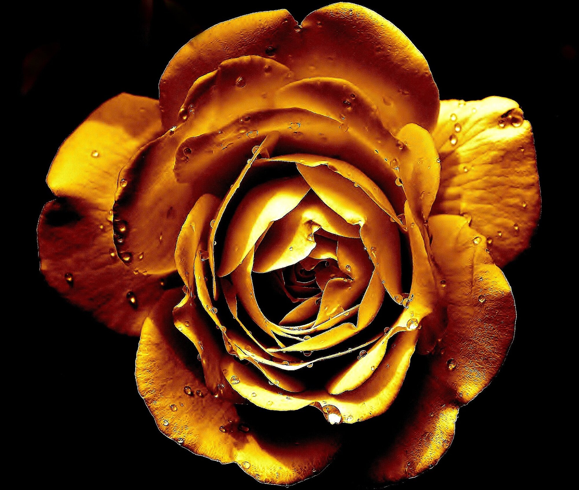 White Rose ?