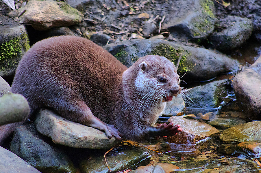 Asian Short Claw Otter