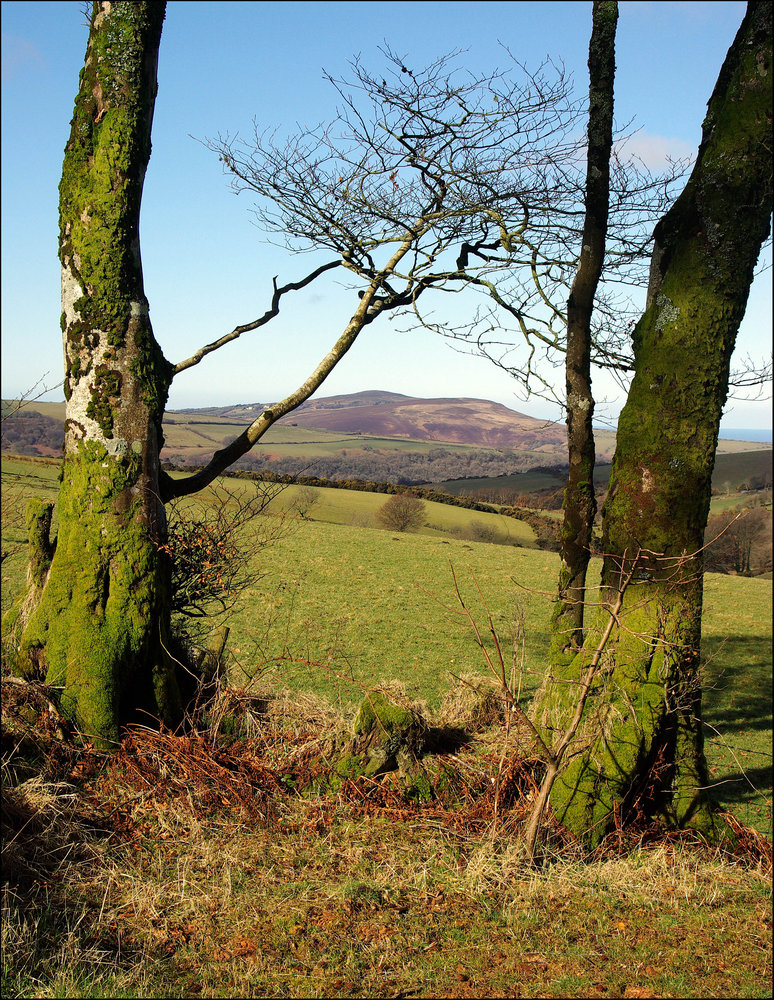 Between Two trees: Exmoor