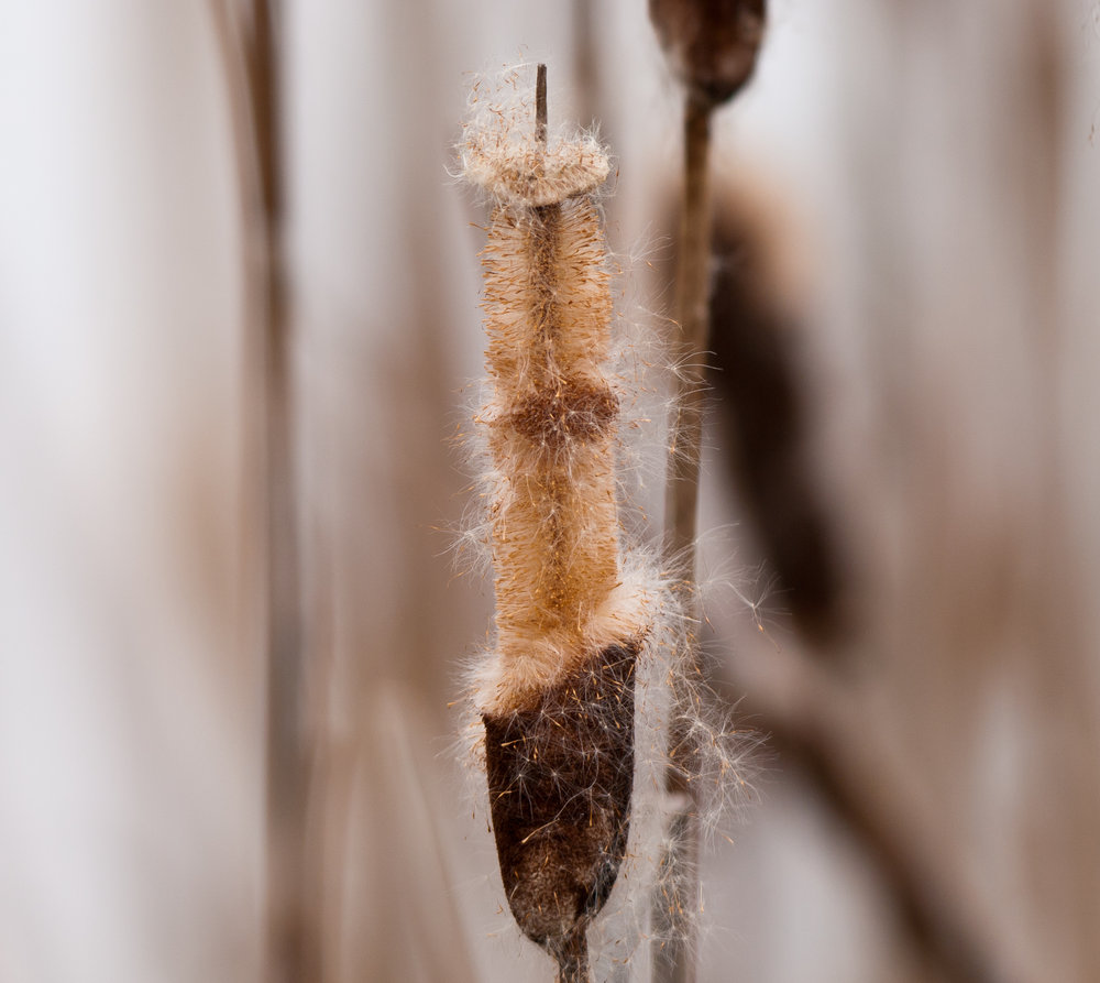 Bulrush