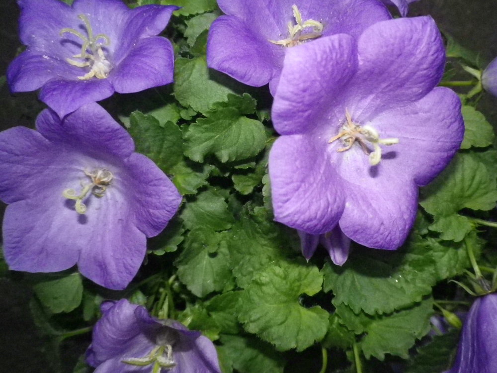 Campanula